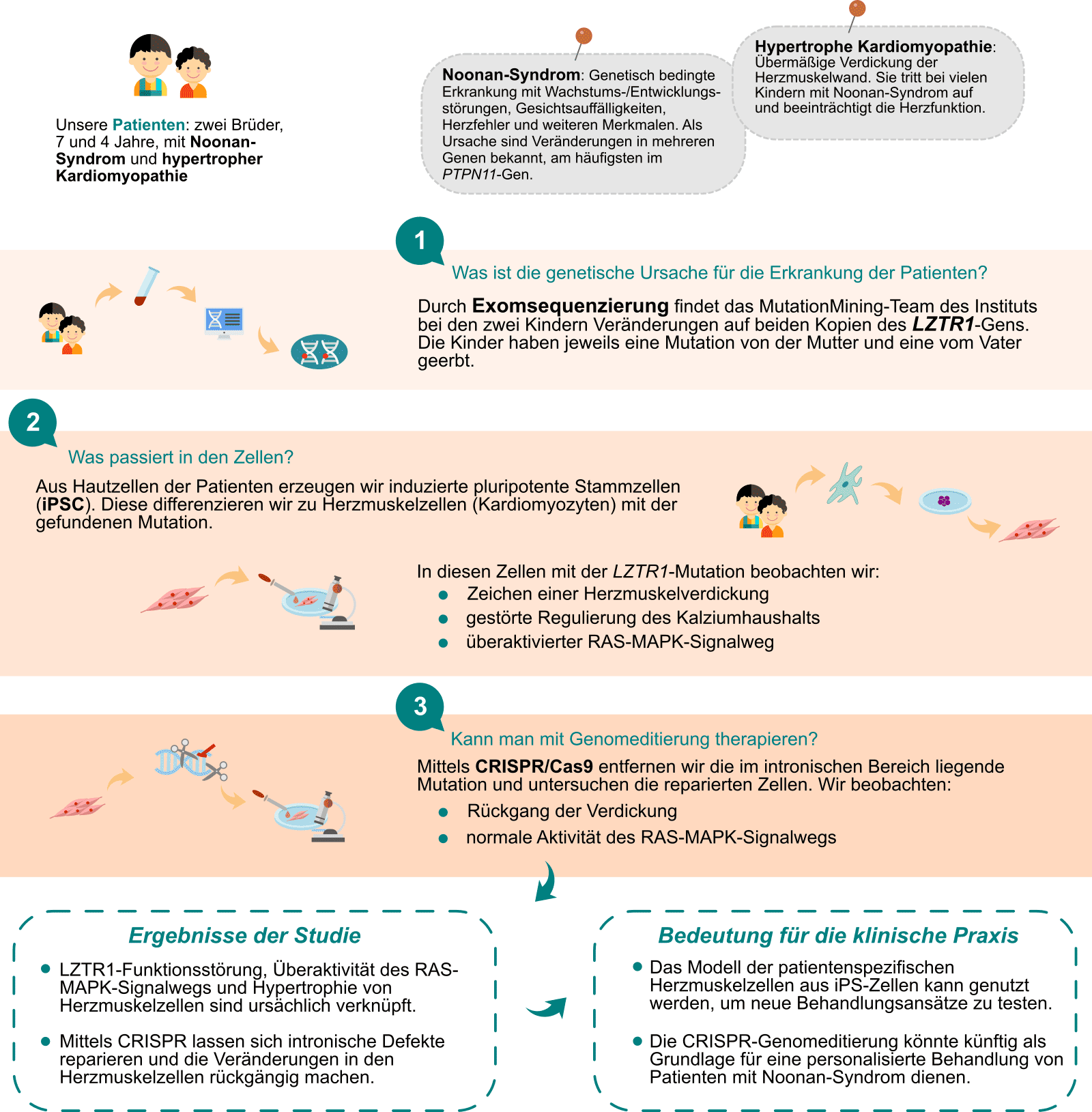 Grafische Zusammenfassung unserer Studie zu Genomeditierung mittels CRISPR