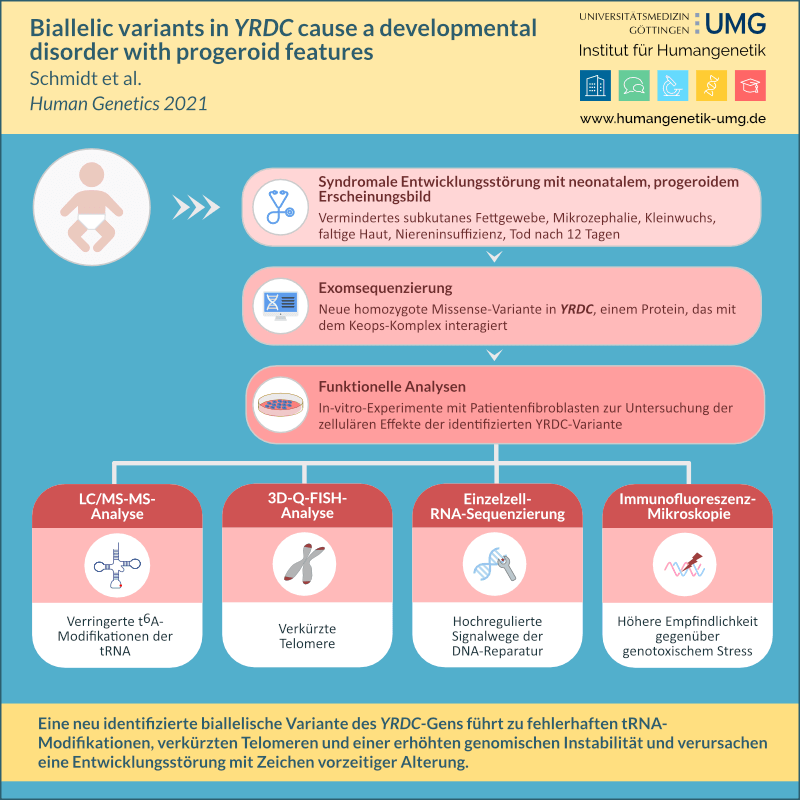 Neu identifizierte biallelische Variante in YRDC verursacht Entwicklungsstörung mit Zeichen vorzeitiger Alterung